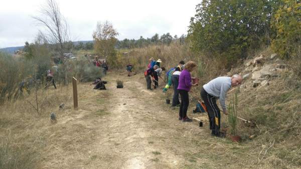 Arbolada málaga vecinos plantaciones naturaleza málaga viva Arbolada málaga vecinos plantaciones naturaleza málaga viva