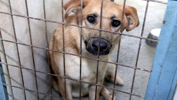 Diputación promueve la adopción de animales Diputación promueve la adopción de animales