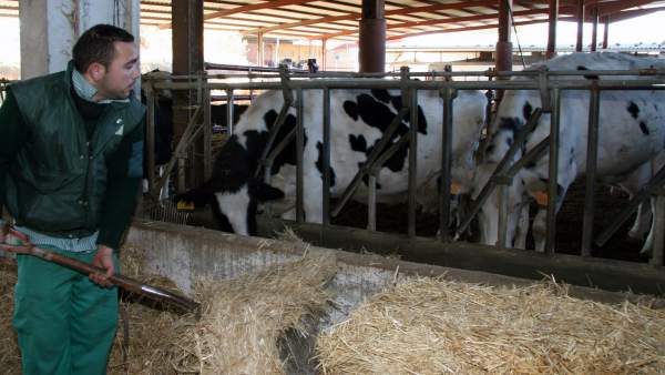 Ganadero con vacas Ganadero con vacas