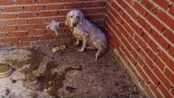 Perro maltratado Perro maltratado