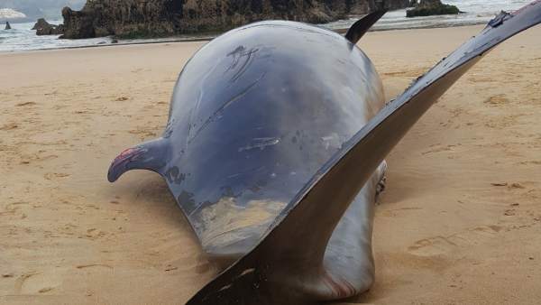 Zifio muerto en Noja Zifio muerto en Noja