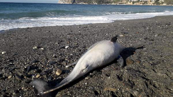 Delfín muerto Delfín muerto