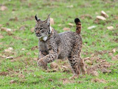 Lince ibérico del Zoo de Jerez