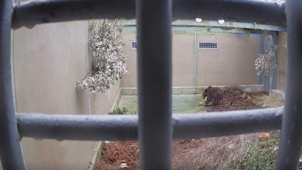 El osezno Beato en el centro de reucperación de fauna silvestre de Villaescusa El osezno Beato en el centro de reucperación de fauna silvestre de Villaescusa