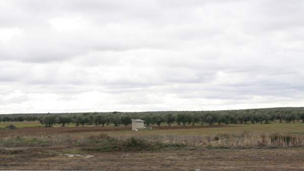 Campo, Olivos Campo, Olivos