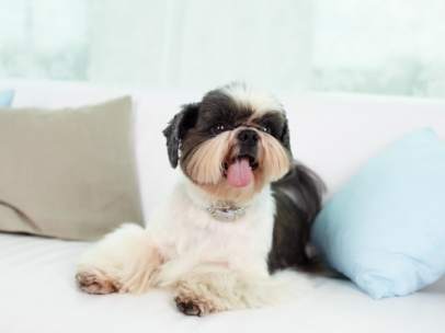 Shih Tzu
