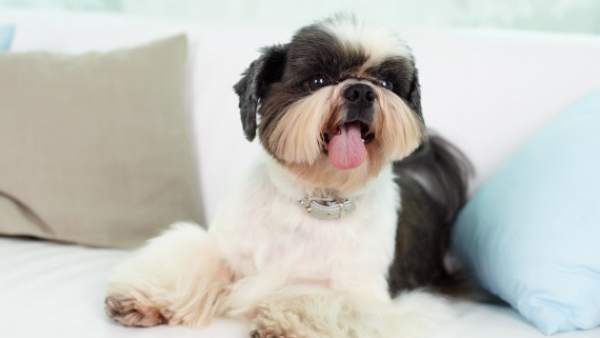 Shih Tzu Shih Tzu