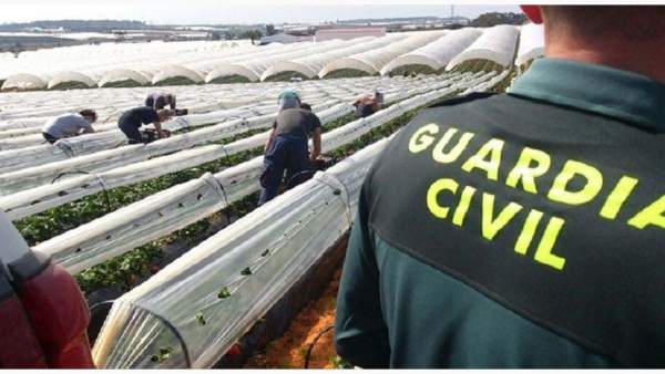 Dispositivo de la Guardia Civil en la campaña agrícola Dispositivo de la Guardia Civil en la campaña agrícola