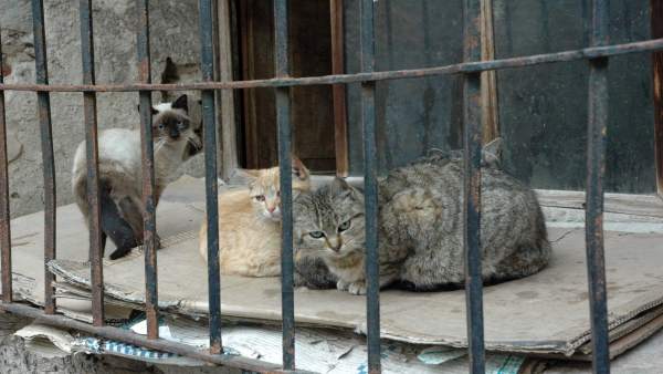 Gatos, gato, animal, mascota Gatos, gato, animal, mascota