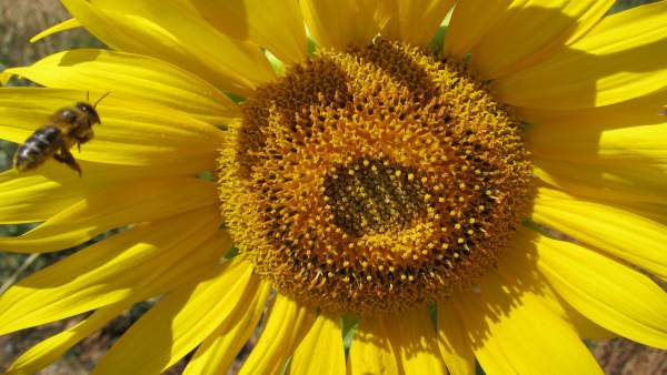 Abeja, Apicultura, Girasol, Miel Abeja, Apicultura, Girasol, Miel