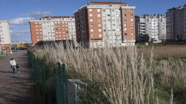 Plumeros junto a una urbanización Plumeros junto a una urbanización