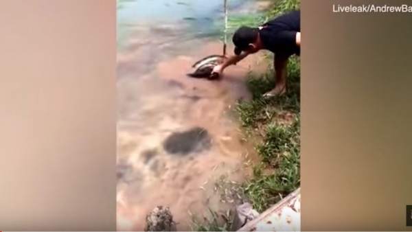 Rescatan a un perro al que había atacado una anaconda gigante Rescatan a un perro al que había atacado una anaconda gigante