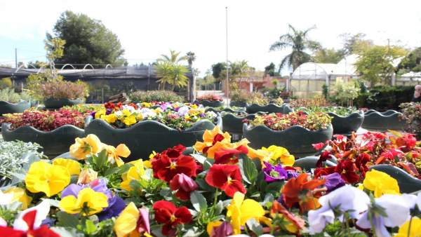 Flores proyecto jardin estepona costa del sol Flores proyecto jardin estepona costa del sol