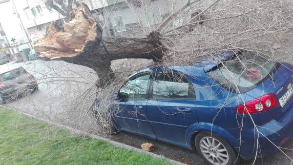 Árbol Caído Sobre La Avenida De Arjona Árbol Caído Sobre La Avenida De Arjona