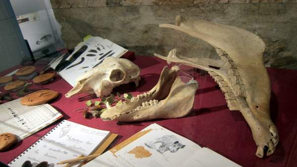 Expositor De La Muestra 'Vive La Dehesa' . Expositor De La Muestra 'Vive La Dehesa' .