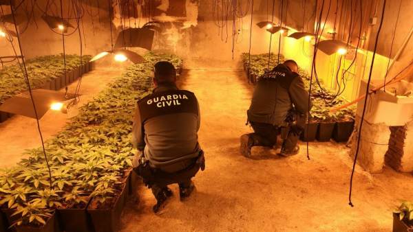 Plantación de marihuana desmantelada en una nave agrícola Plantación de marihuana desmantelada en una nave agrícola