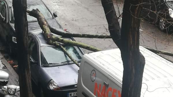 Caída de árbol en Madrid por el fuerte viento Caída de árbol en Madrid por el fuerte viento