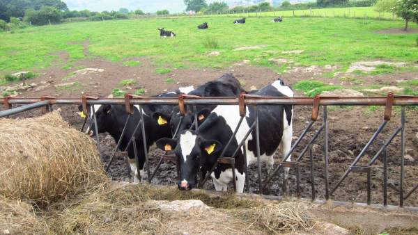 Vacas De Una Ganadería Vacas De Una Ganadería