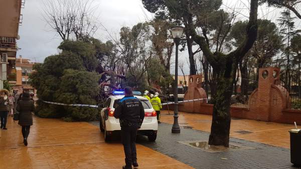 Vista del árbol caido del Parque de Los Escolapios. Vista del árbol caido del Parque de Los Escolapios.
