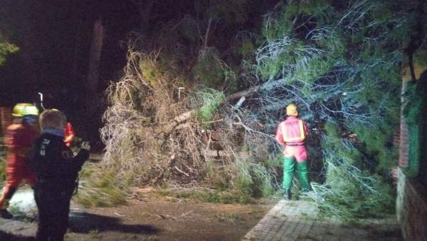 Retirada de árboles caídos por el viento Retirada de árboles caídos por el viento