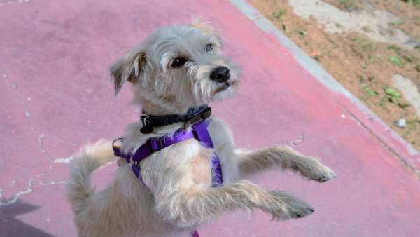 Animales, animal, perro, perros, perra, perras Animales, animal, perro, perros, perra, perras