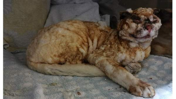 Cartel de búsqueda del responsable de quemar vivo a un gato Cartel de búsqueda del responsable de quemar vivo a un gato