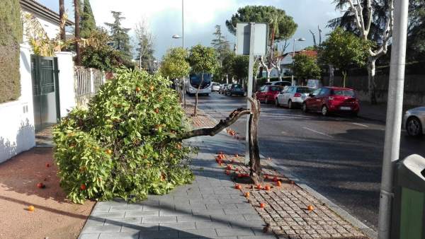 Efectos del temporal de viento con caída de árboles en Córdoba Efectos del temporal de viento con caída de árboles en Córdoba