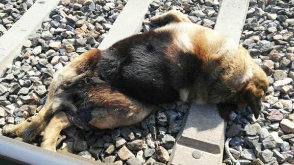 Perro fallecido junto a las vías del tren Perro fallecido junto a las vías del tren