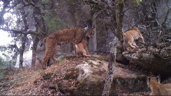 Cachorros lince Cachorros lince