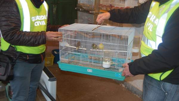Pájaros recuperados en Pontecesures Pájaros recuperados en Pontecesures