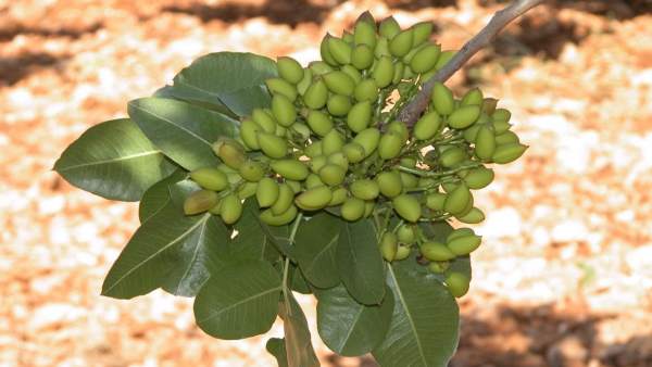 PIstacho PIstacho