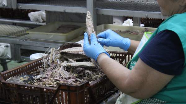 Consejo regulador melva y caballa andalucía mujer pelando pescado manual Consejo regulador melva y caballa andalucía mujer pelando pescado manual