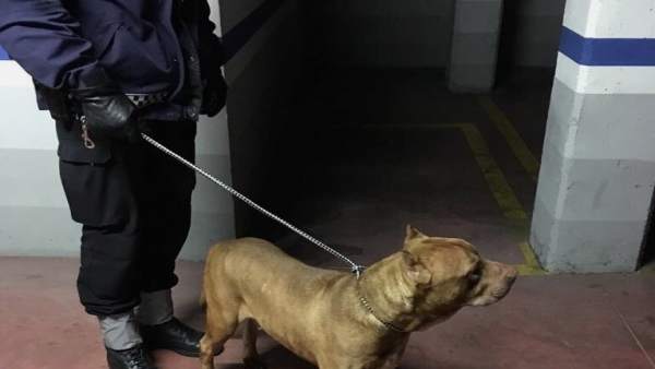 Perro rescatado de un trastero Perro rescatado de un trastero