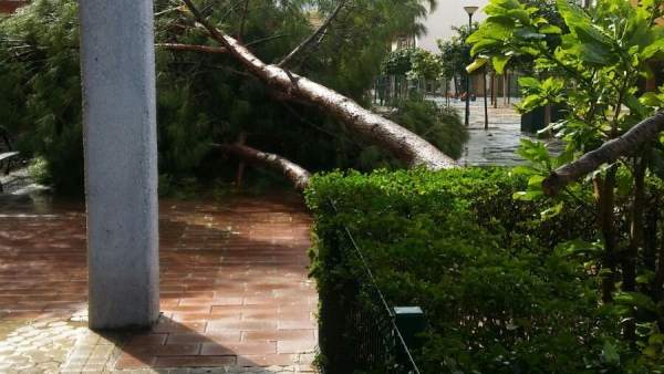 Caída de un árbol en Sevilla Caída de un árbol en Sevilla