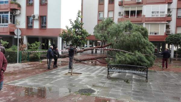 Un árbol caído por las rachas de viendo en Sevilla Un árbol caído por las rachas de viendo en Sevilla