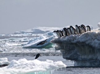 Pingüinos adelaida