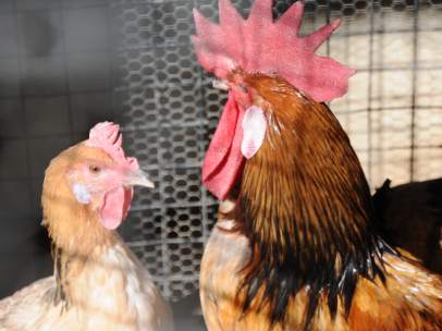 El vídeo viral de un 'santuario animal' vegano que separa a los gallos de las gallinas "porque las violan" 651915-406-304