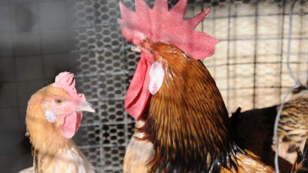 Gallos y gallinas serán protagonistas de Avicor Gallos y gallinas serán protagonistas de Avicor