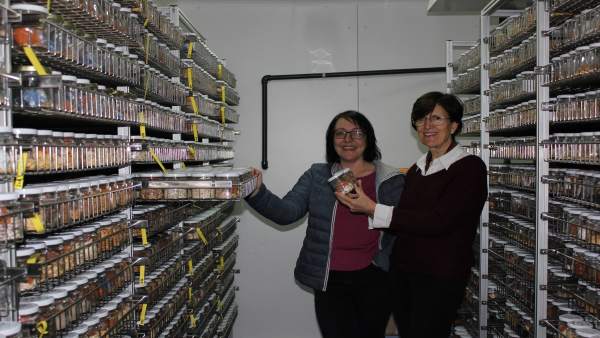 La UPV lidera un projecte per a recuperar varietats tradicionals de meló i meló d'Alger adaptant-les al cultiu ecològic La UPV lidera un projecte per a recuperar varietats tradicionals de meló i meló d'Alger adaptant-les al cultiu ecològic