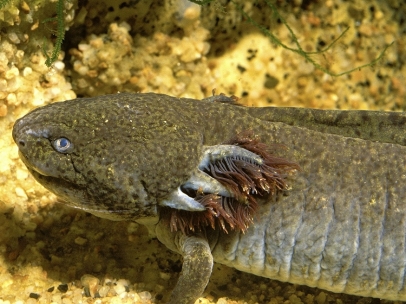 Ajolote o axolotl