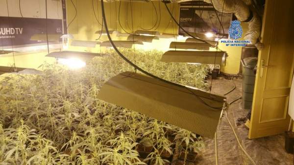 Policía Nacional De Toledo Desarticulado Un Grupo Criminal Dedicado Al Cultivo Y Policía Nacional De Toledo Desarticulado Un Grupo Criminal Dedicado Al Cultivo Y