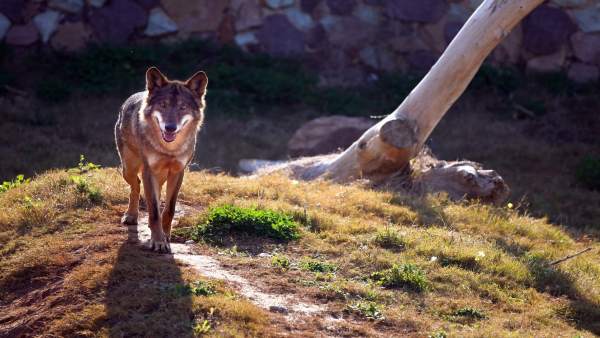 Lobos Lobos