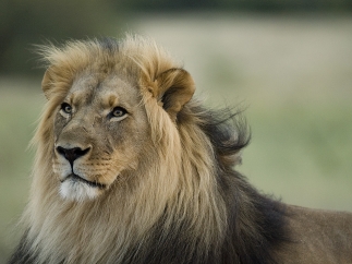 León