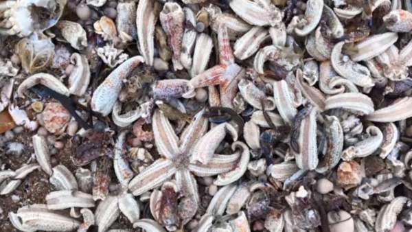 Miles de estrellas de mar mueren en una playa de Reino Unido por la Bestia del Este Miles de estrellas de mar mueren en una playa de Reino Unido por la Bestia del Este
