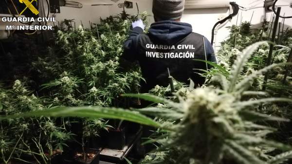 Confisquen 1.170 plantes de marihuana en dos cases de la Drova Barx i Rafelguaraf Confisquen 1.170 plantes de marihuana en dos cases de la Drova Barx i Rafelguaraf