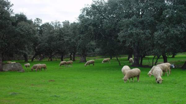 Ovejas en el campo Ovejas en el campo