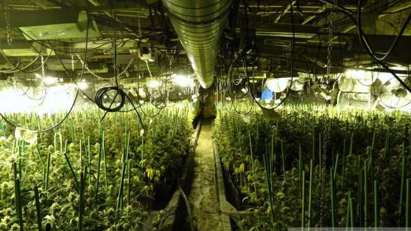 Plantación de marihuana en Figueres (Girona) Plantación de marihuana en Figueres (Girona)