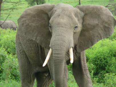 Elefante