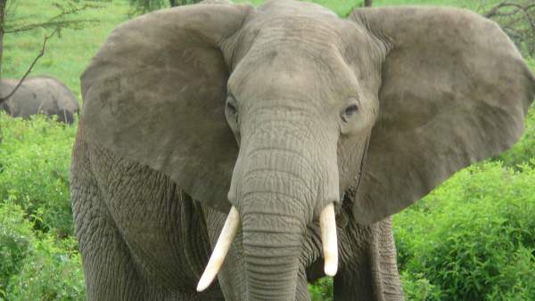 Elefante Elefante