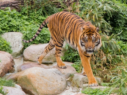 Tigre